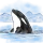 Orca